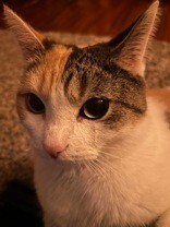 Learn More About this cat c32a34f6 bbd7 4275 8fd1 d70251df8cf2 tn1