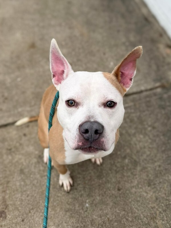 View Cloven the Dog Photo #6