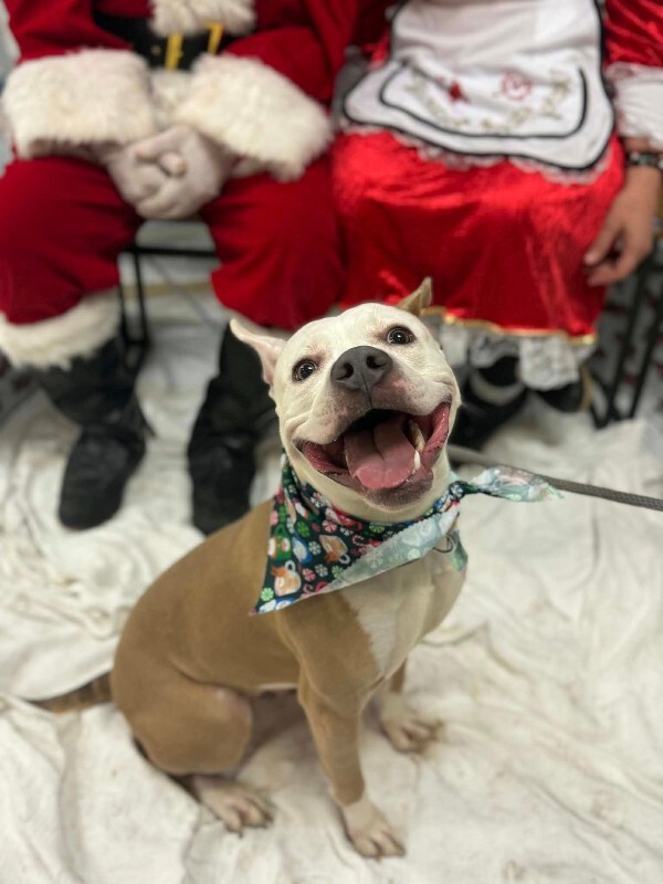 View Cloven the Dog Photo #2