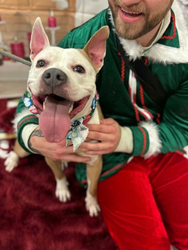 View Cloven the Dog Photo #4