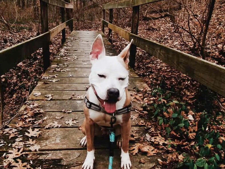 View Cloven the Dog Photo #10