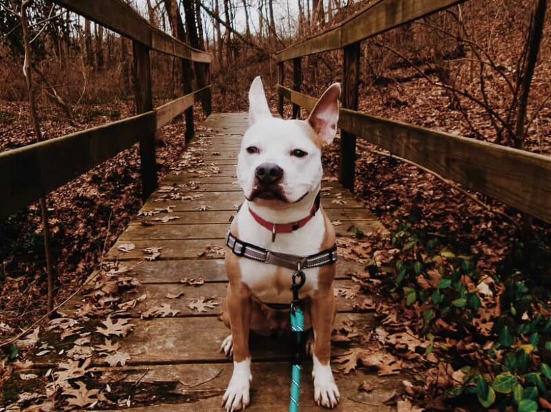 View Cloven the Dog Photo #3