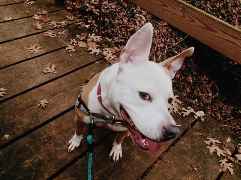 View Cloven the Dog Photo #9