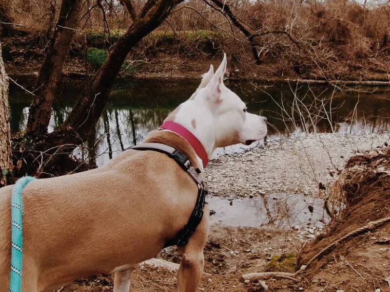 View Cloven the Dog Photo #11