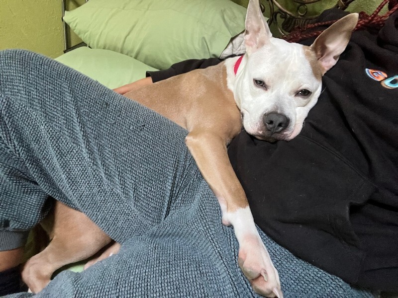 View Cloven the Dog Photo #15