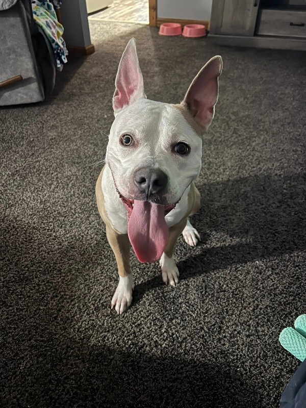 View Cloven the Dog Photo #16