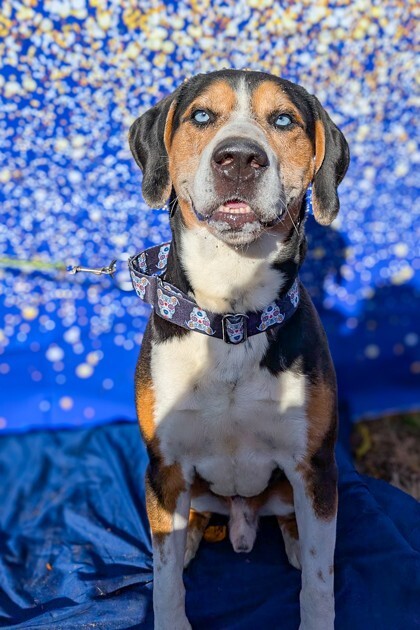 View Player the Dog Photo #2