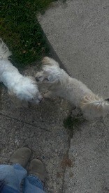 Learn More About this dog 995c6efe 75d9 4b36 b62a 86481e538494 tn1