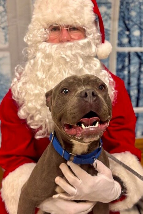 View Roadie the Dog Photo #7