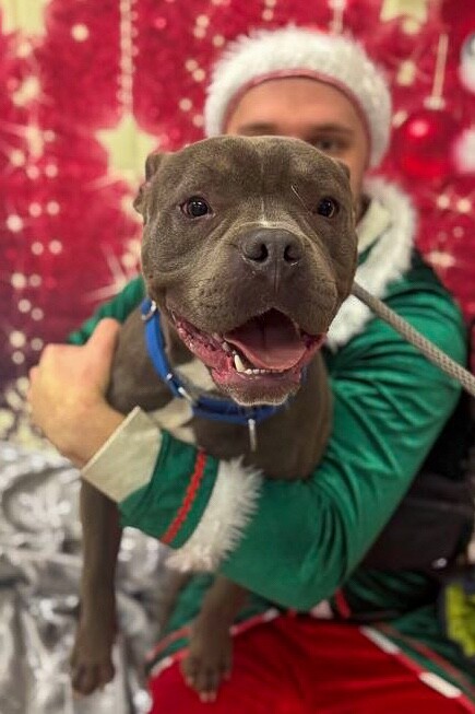 View Roadie the Dog Photo #6