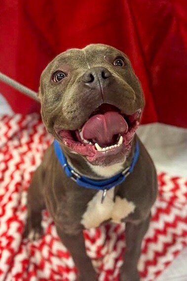 View Roadie the Dog Photo #2