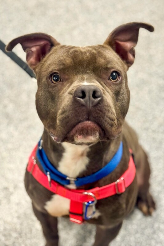 View Roadie the Dog Photo #10