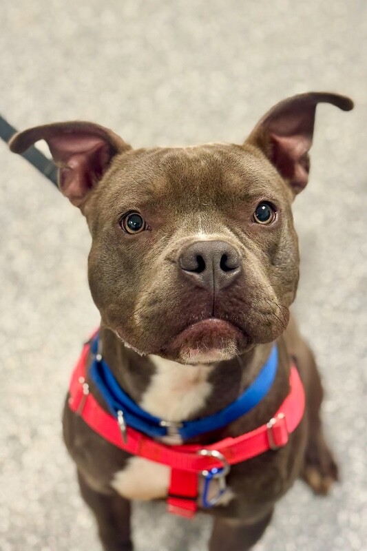 View Roadie the Dog Photo #14