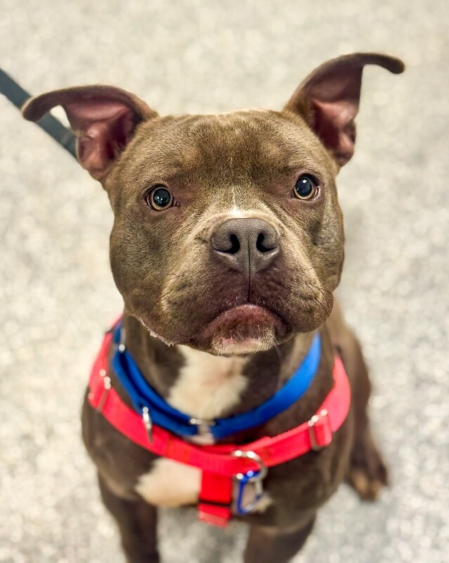 View Roadie the Dog Photo #3