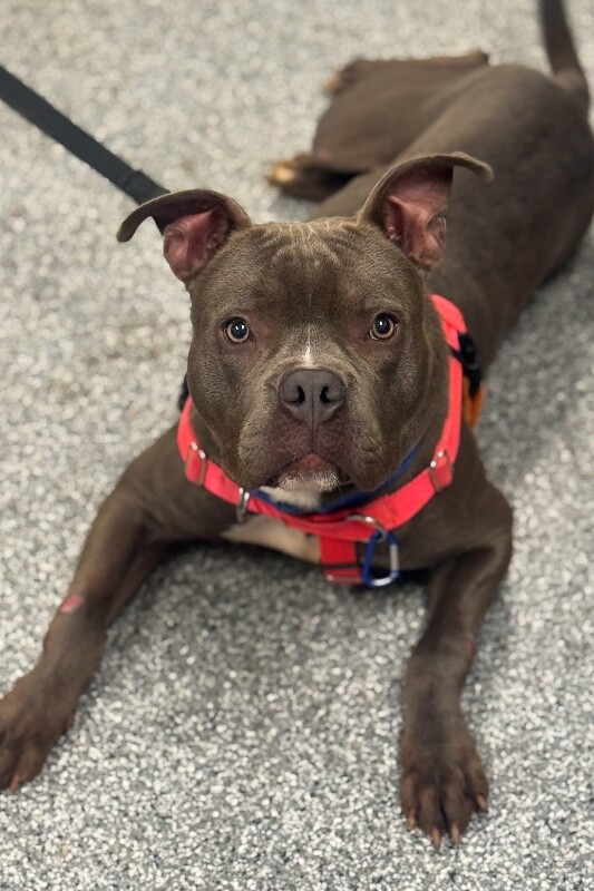 View Roadie the Dog Photo #15