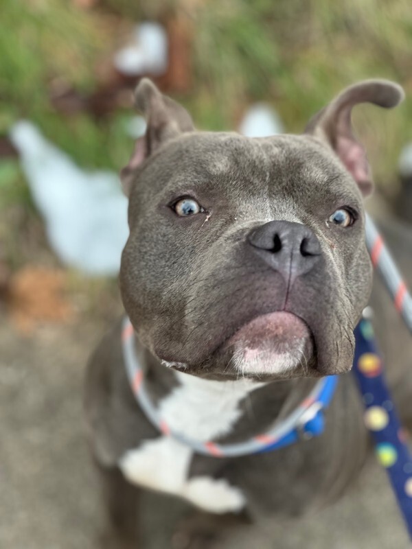 View Roadie the Dog Photo #9