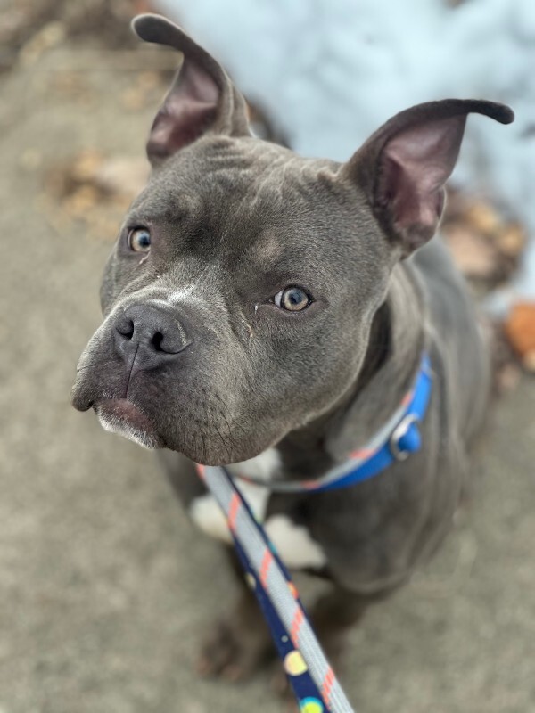 View Roadie the Dog Photo #8