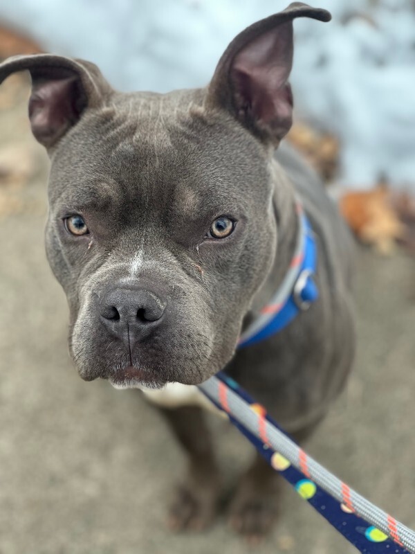 View Roadie the Dog Photo #11