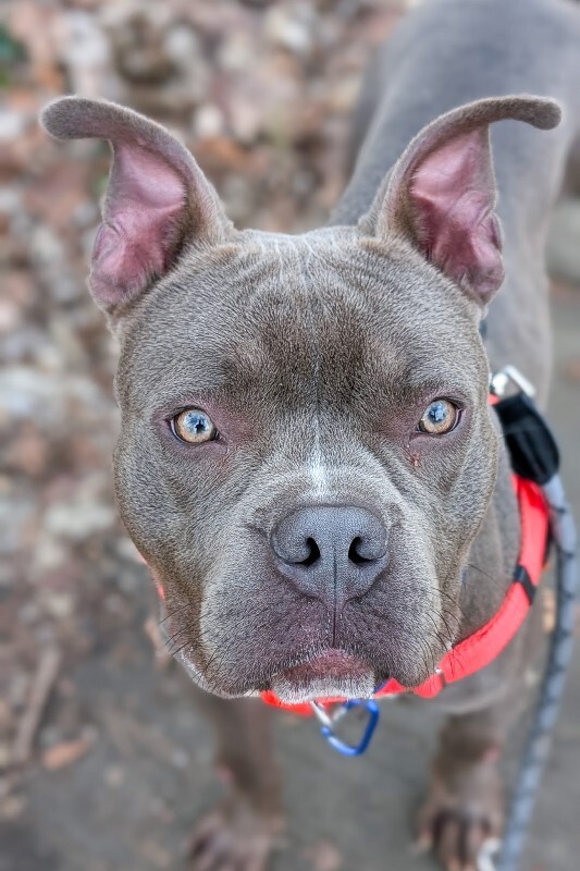 View Roadie the Dog Photo #12