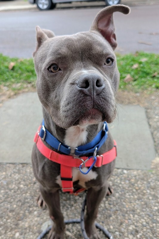 View Roadie the Dog Photo #13