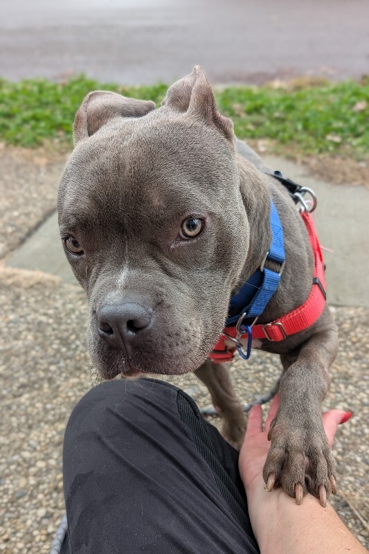 View Roadie the Dog Photo #4