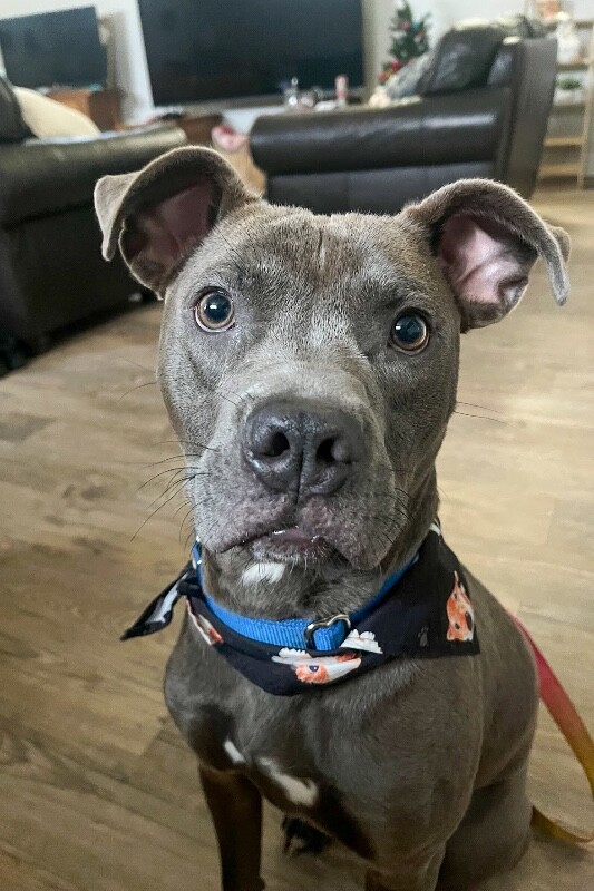 View Scott the Dog Photo #7