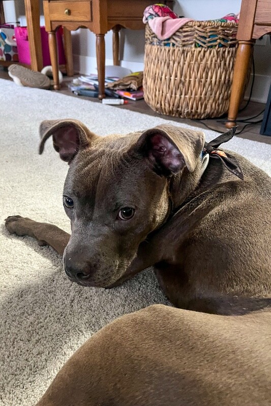 View Scott the Dog Photo #8