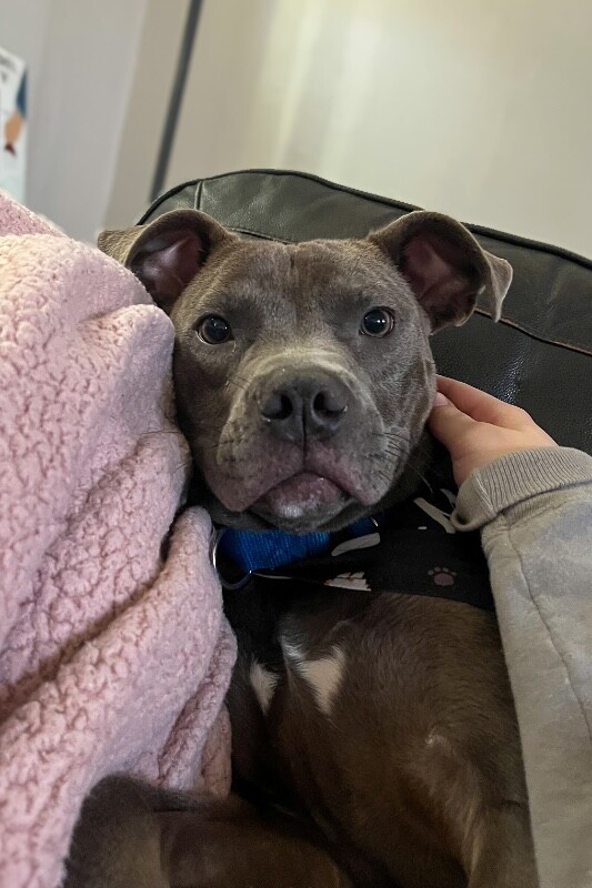 View Scott the Dog Photo #6