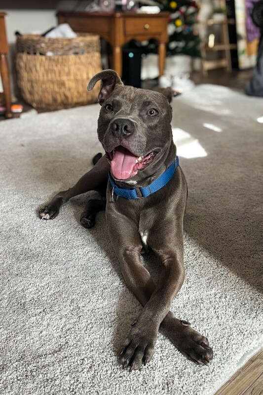 View Scott the Dog Photo #9