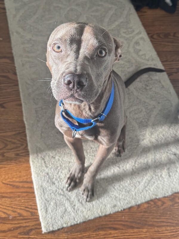 View Scott the Dog Photo #14