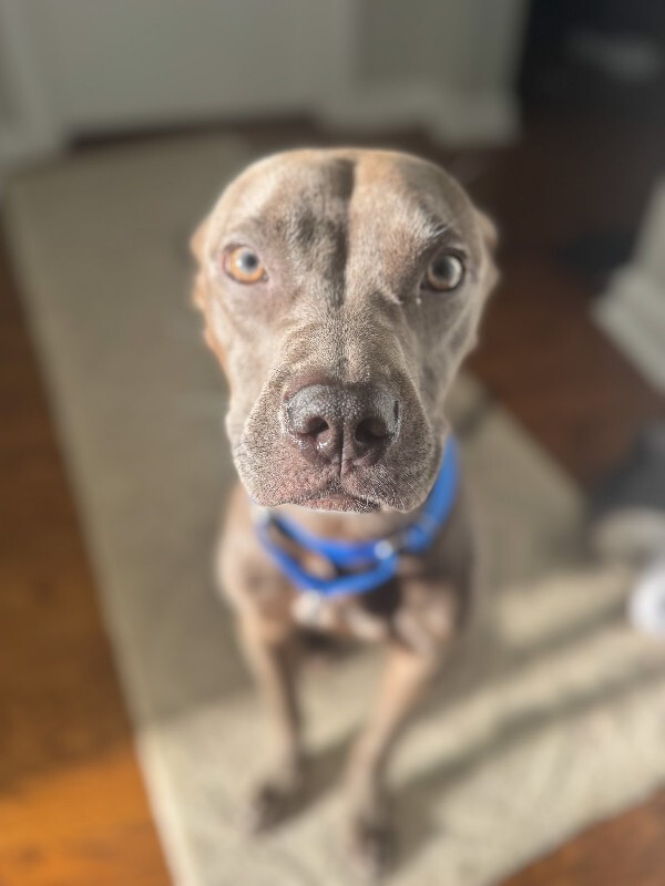 View Scott the Dog Photo #4