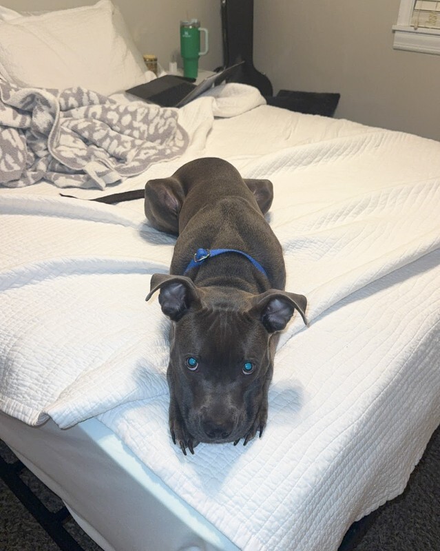 View Scott the Dog Photo #13