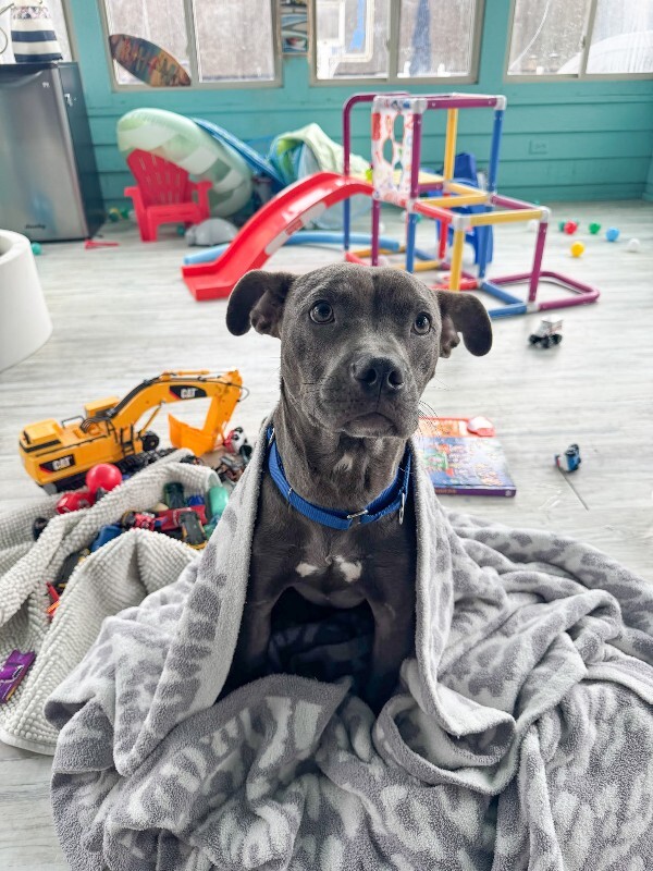 View Scott the Dog Photo #12