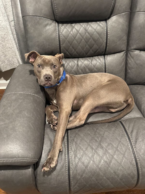 View Scott the Dog Photo #5