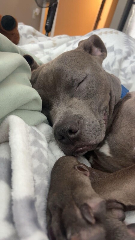 View Scott the Dog Photo #10