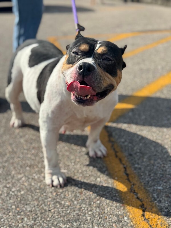 View Pebbles the Dog Photo #2