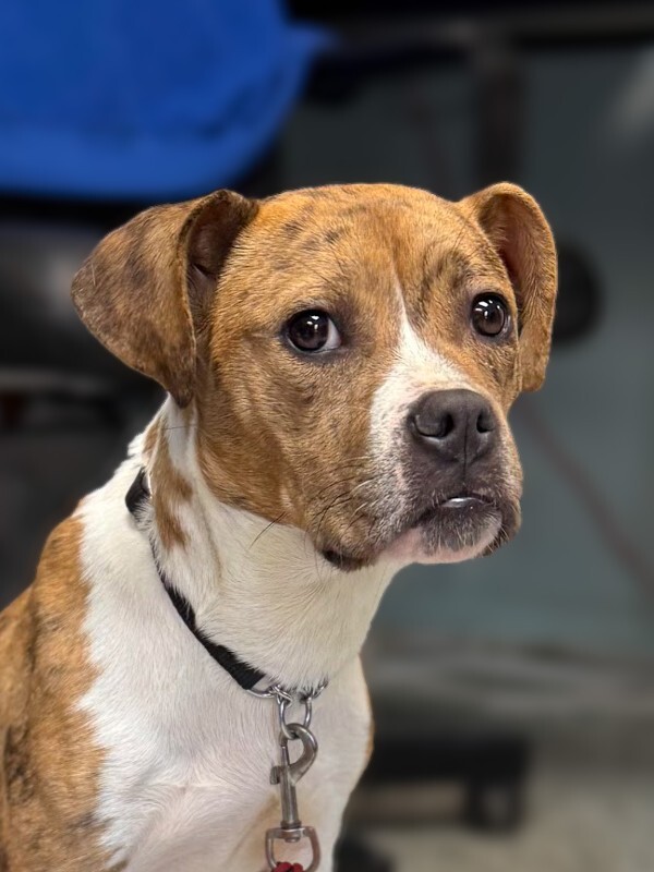 Learn More About Chili IMG 5527 2