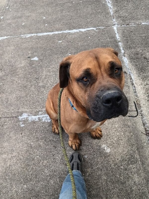 View Tesoro the Dog Photo #7