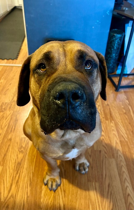 View Tesoro the Dog Photo #5