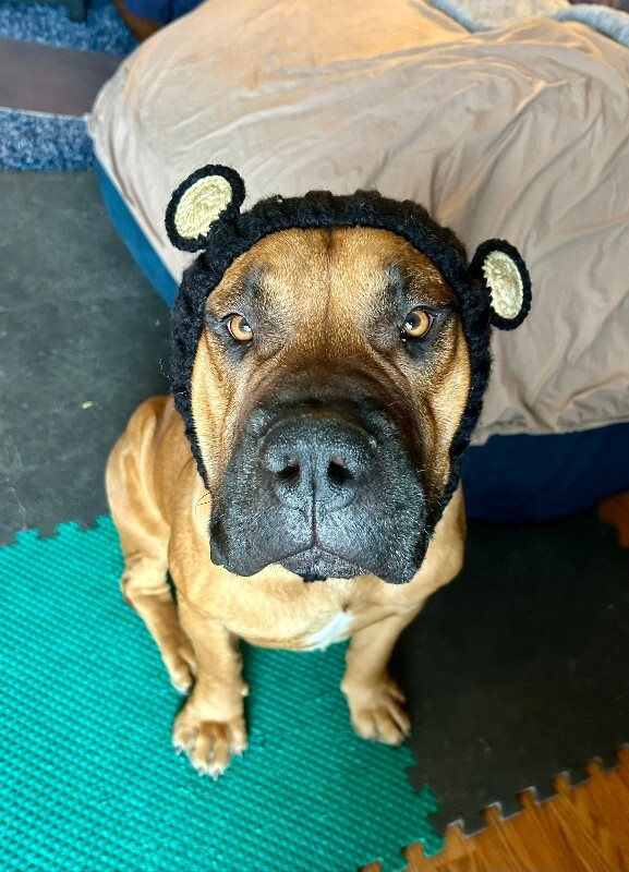 View Tesoro the Dog Photo #2