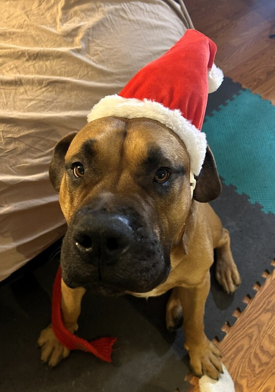 View Tesoro the Dog Photo #3