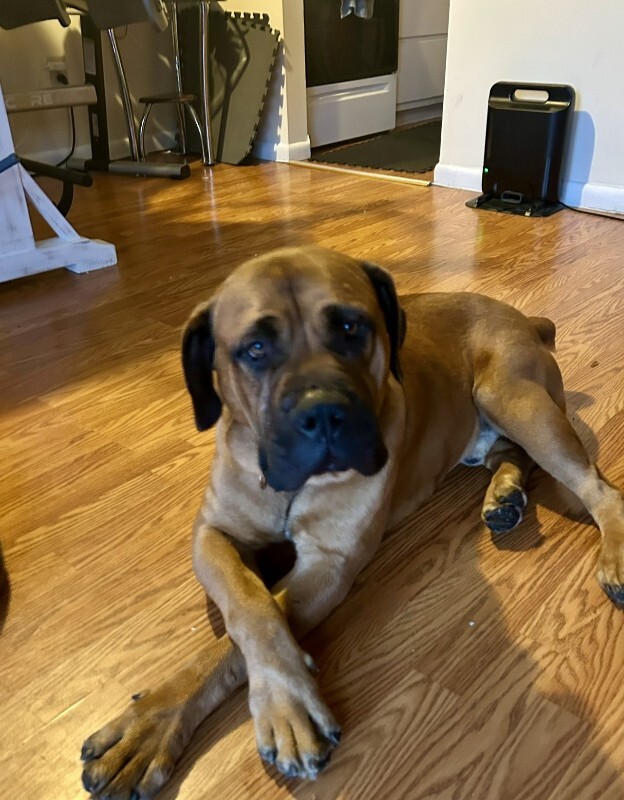 View Tesoro the Dog Photo #8