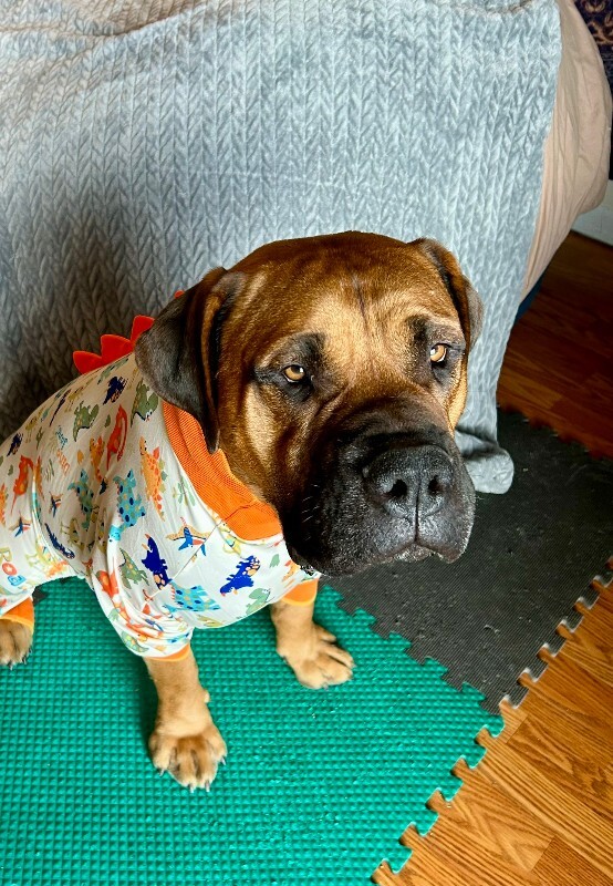 View Tesoro the Dog Photo #6