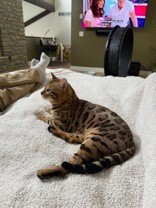 Learn More About this cat 1ac793d9 641e 40ee a723 75f2b1d53133 tn1