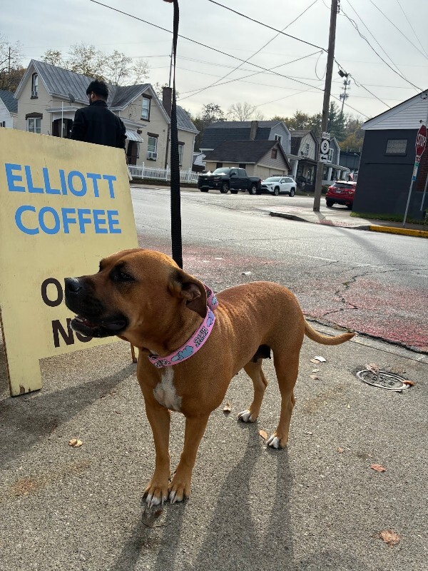 View Marcia Brady the Dog Photo #11