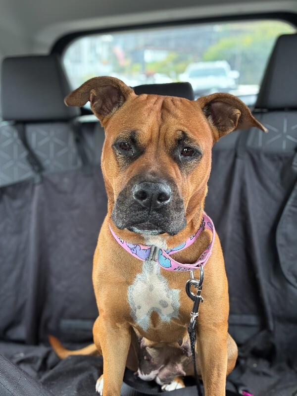 View Marcia Brady the Dog Photo #2