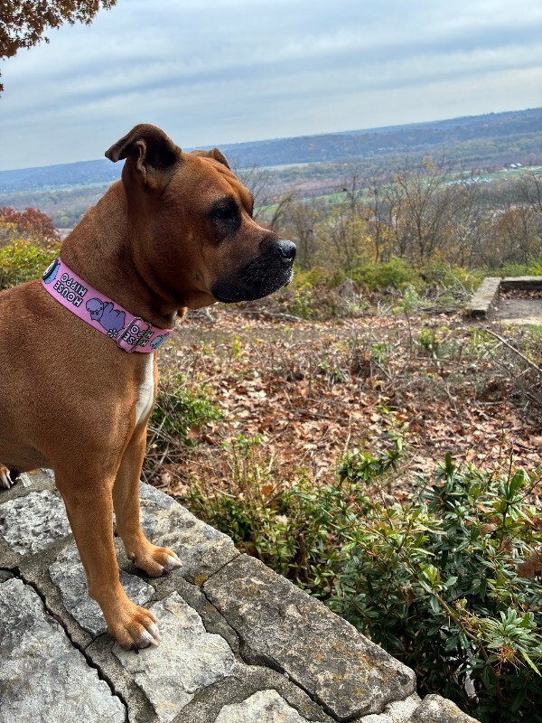 View Marcia Brady the Dog Photo #10