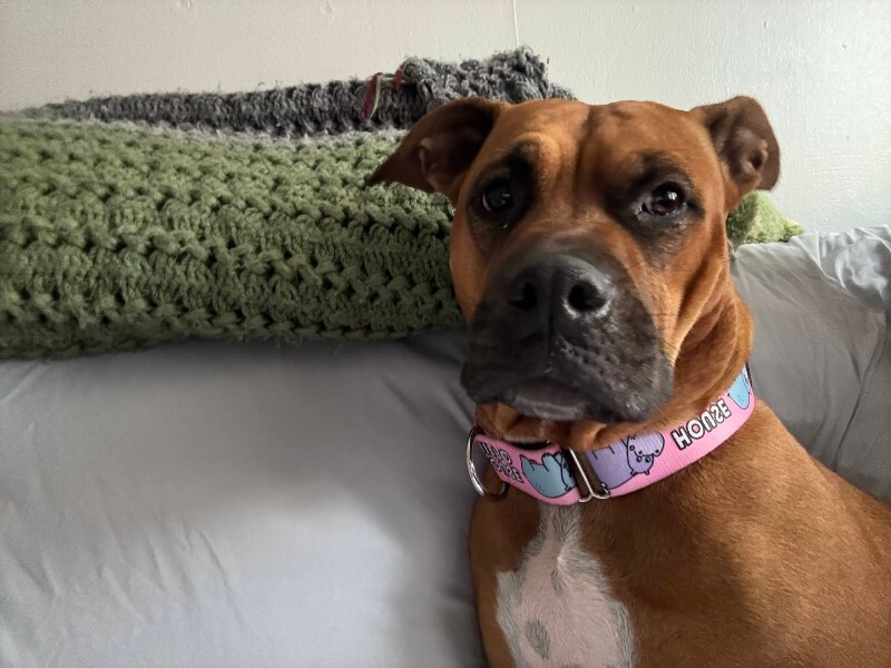 View Marcia Brady the Dog Photo #7