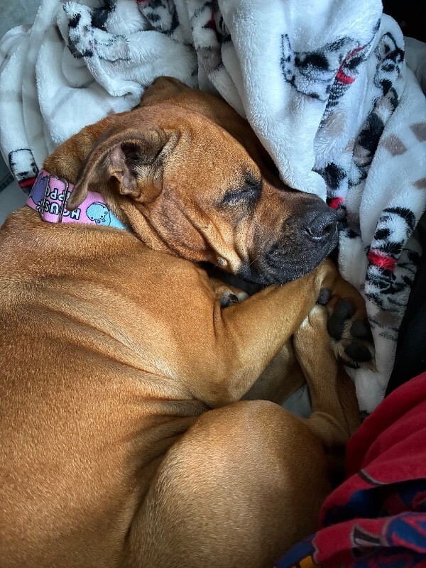 View Marcia Brady the Dog Photo #4