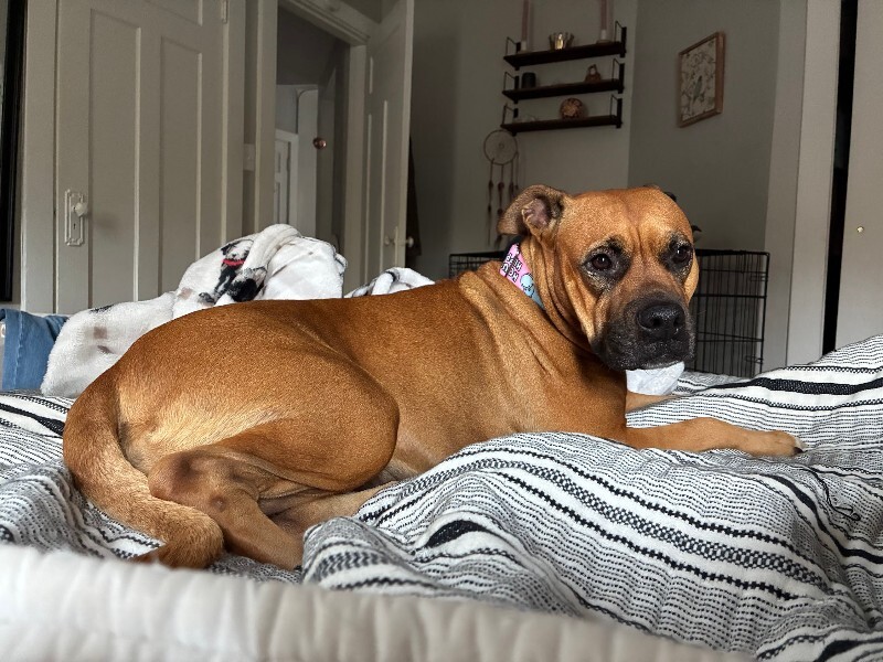 View Marcia Brady the Dog Photo #3